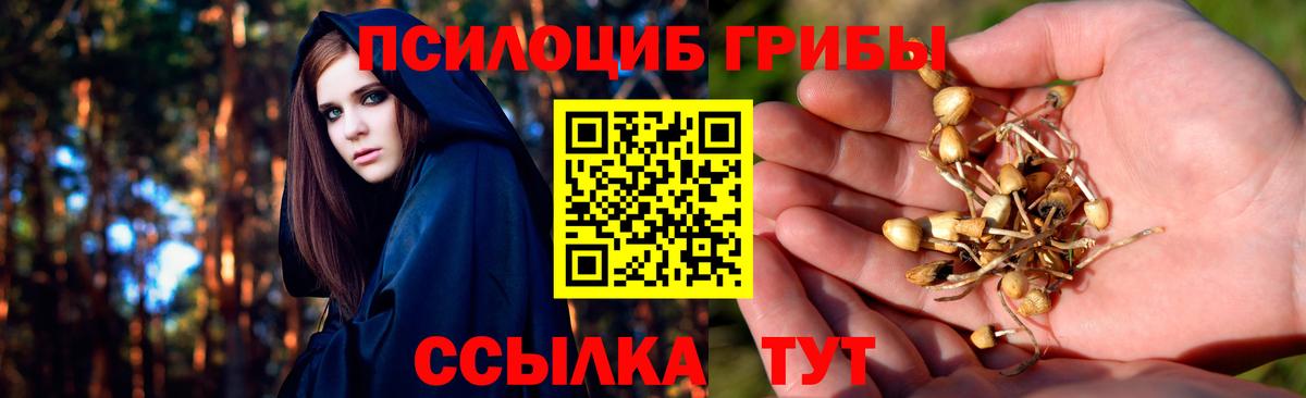 Псилоцибиновые грибы Psilocybe Камышлов